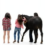 Island Series Equestrian Nonfiction Book for Teens Young-0