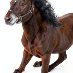 Cystic Fibrosis Equestrian Nonfiction Kindle eBook English-0