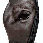 Horse Gone Silent Trilogy Kindle Equestrian Fiction Teen-0