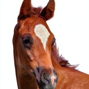 Morning Star Stables Equestrian Book Kindle English Series-0