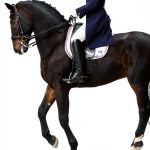 Toni Mari Books Equestrian Nonfiction Kindle eBook Series-0