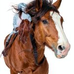 Stonegate Series Equestrian Fiction Book for Teens Young-0