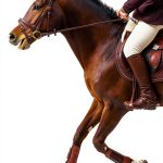 Born to Ride Series Equestrian Fiction Kindle eBook English-0