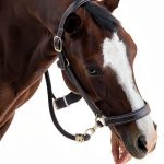 Show Barn Blues Equestrian Fiction Kindle eBook English-0