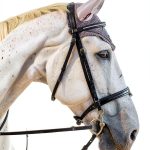 Show Barn Blues Equestrian Fiction Kindle eBook English-0