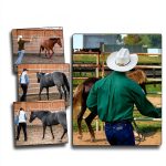 Equestrian Nonfiction eBook English Language Teen Reading-0