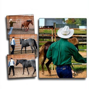 Equestrian Nonfiction eBook English Language Teen Reading-0