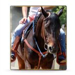 Keith Hosman Horse Riding Guide Equestrian Training eBook-0